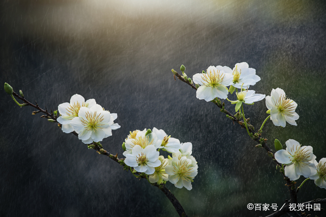 散文雨打梨花深闭门